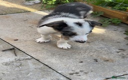 Border Collie dogs for sale: Beautiful blue Merle boy - Image 4
