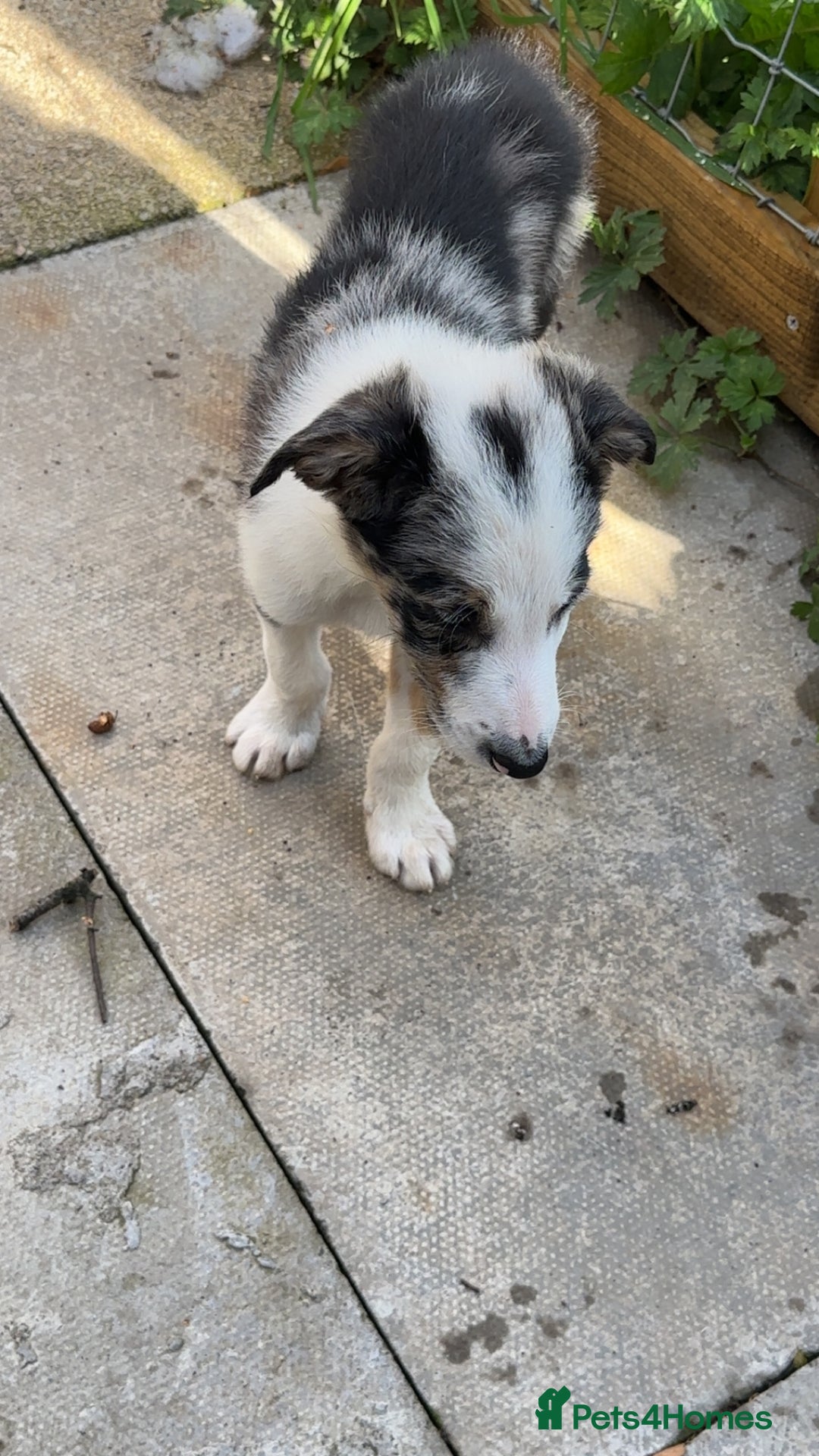 Border Collie dogs for sale: Beautiful blue Merle boy - Image 4