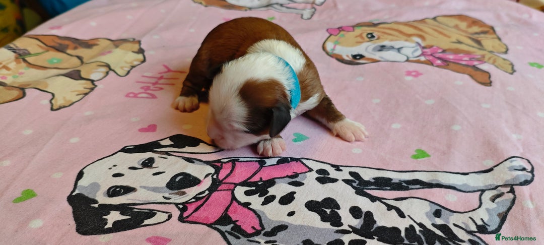 Tibetan Terrier dogs for sale: KC Tibetan Terrier Puppies For Sale😀 - Image 13