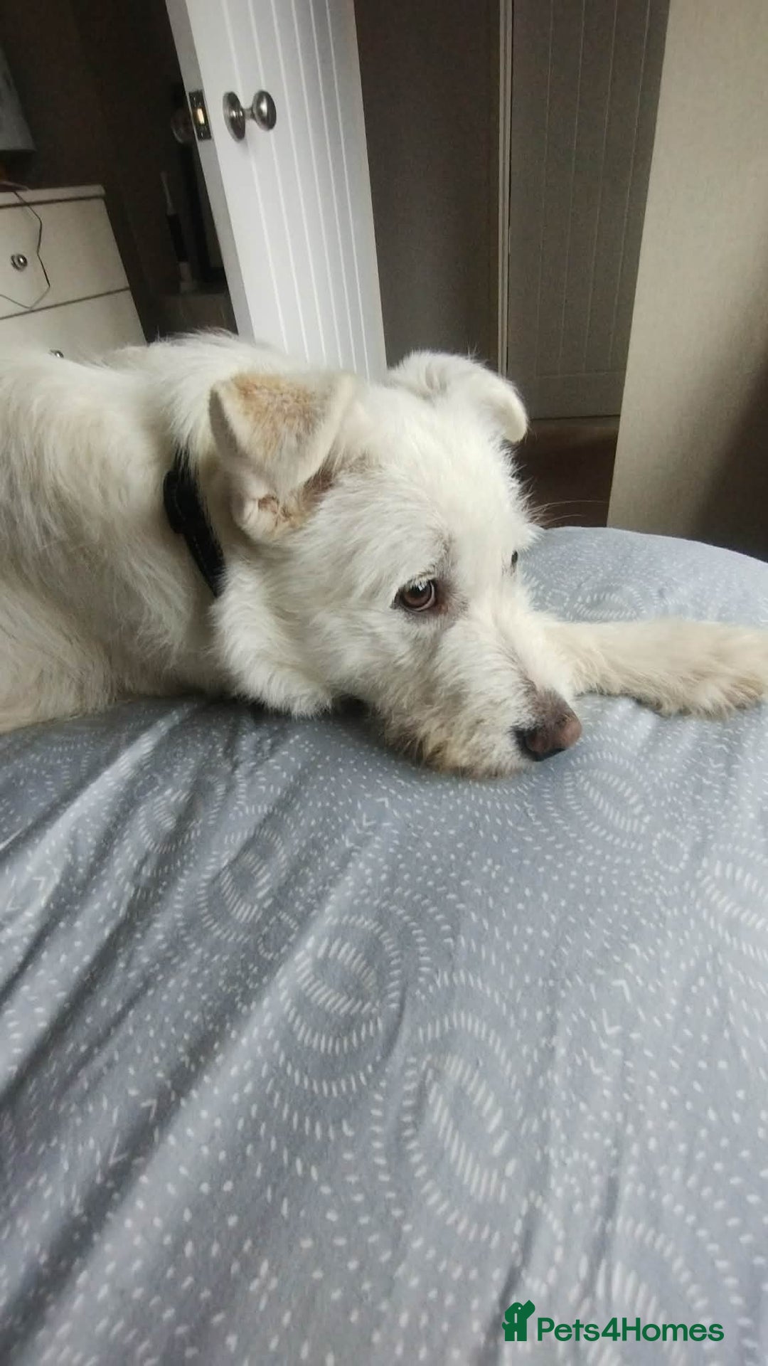 Mixed Breed dogs for adoption: HANDSOME HENRY  - Advert 10