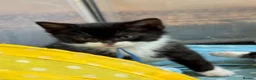Mixed Breed cats for sale: Beautiful tuxedo kittens - Advert 6
