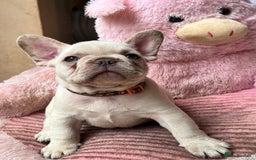 French Bulldog dogs for sale: Beautiful French Bulldog Puppies - Image 21