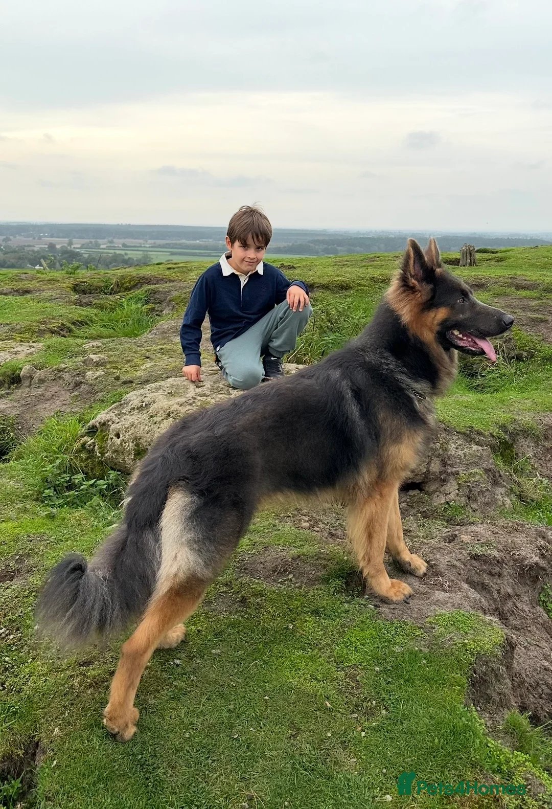 German Shepherd dogs for sale: German Shepherd - Advert 3