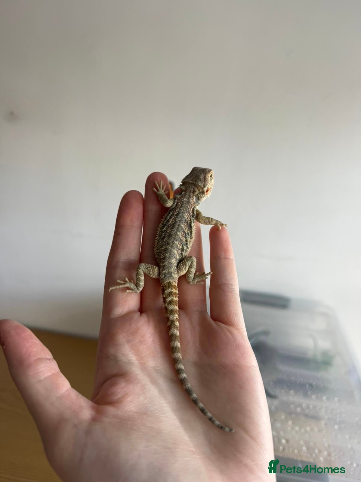 Bearded Dragon reptiles Gorgeous baby bearded dragons - Advert 3
