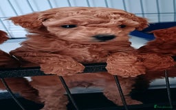 Toy Poodle dogs for sale: Charming Toy Poodle Puppies - Image 20