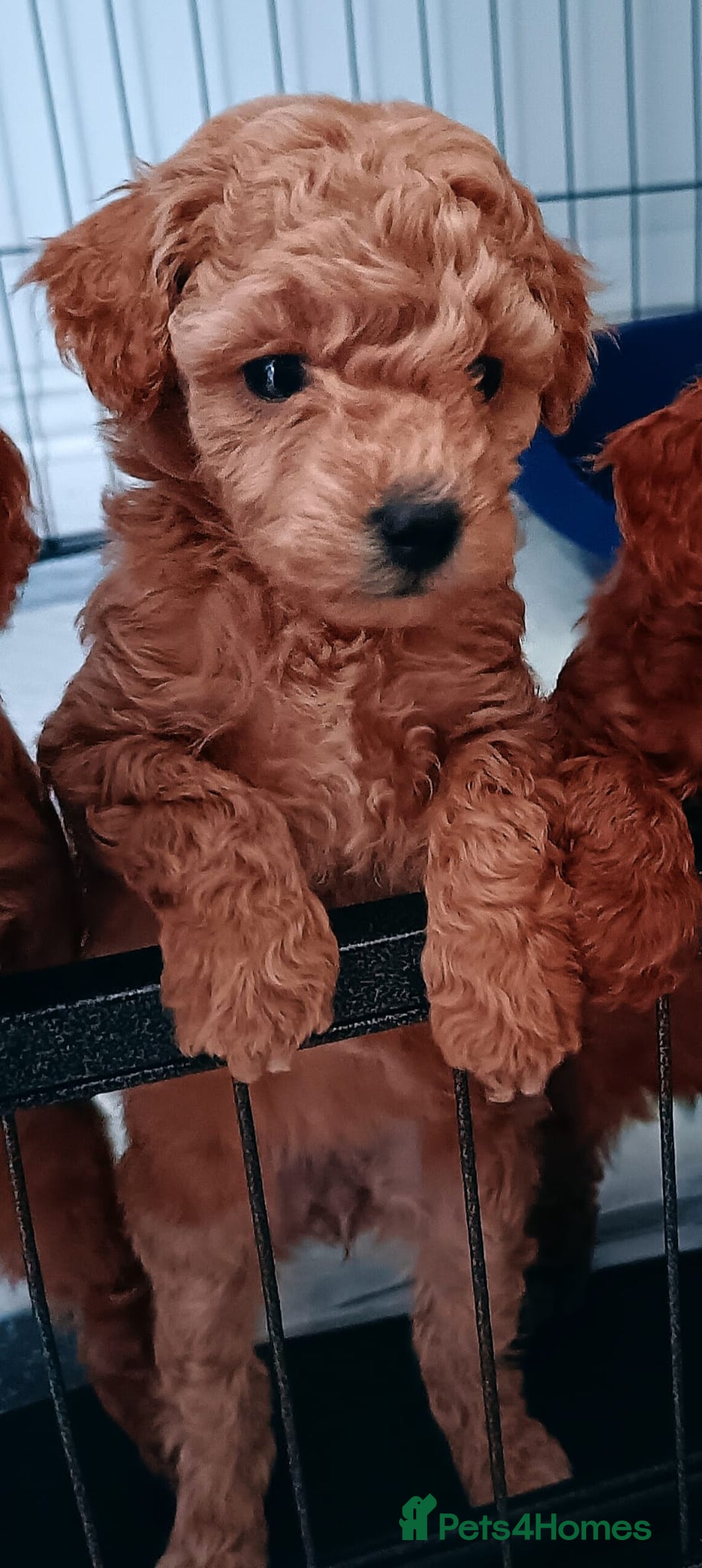 Toy Poodle dogs for sale: Charming Toy Poodle Puppies - Image 20