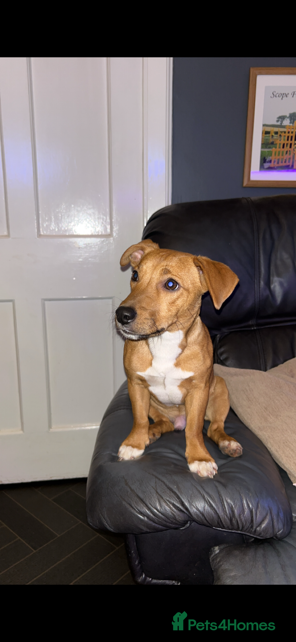 Jack Russell dogs Lionel Richie - Advert 2