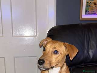 Jack Russell dogs for stud - Advert 1