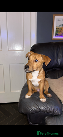 Jack Russell dogs - Advert 1