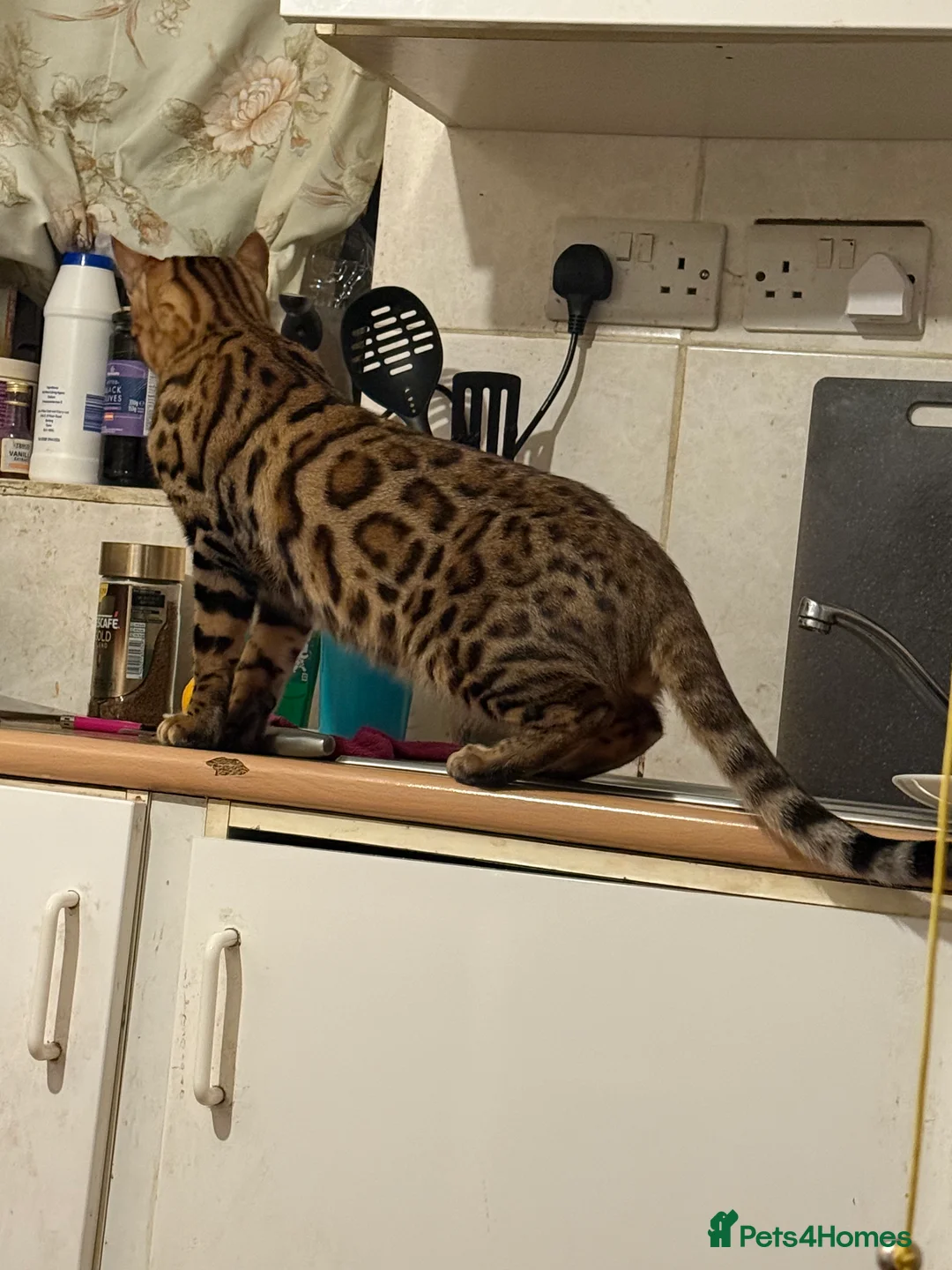 Bengal cats for sale: Beautiful Bengal Cats Looking for a Loving Home - Advert 1