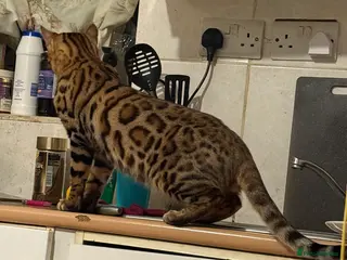 Bengal cats Beautiful Bengal Cats Looking for a Loving Home - Advert 4