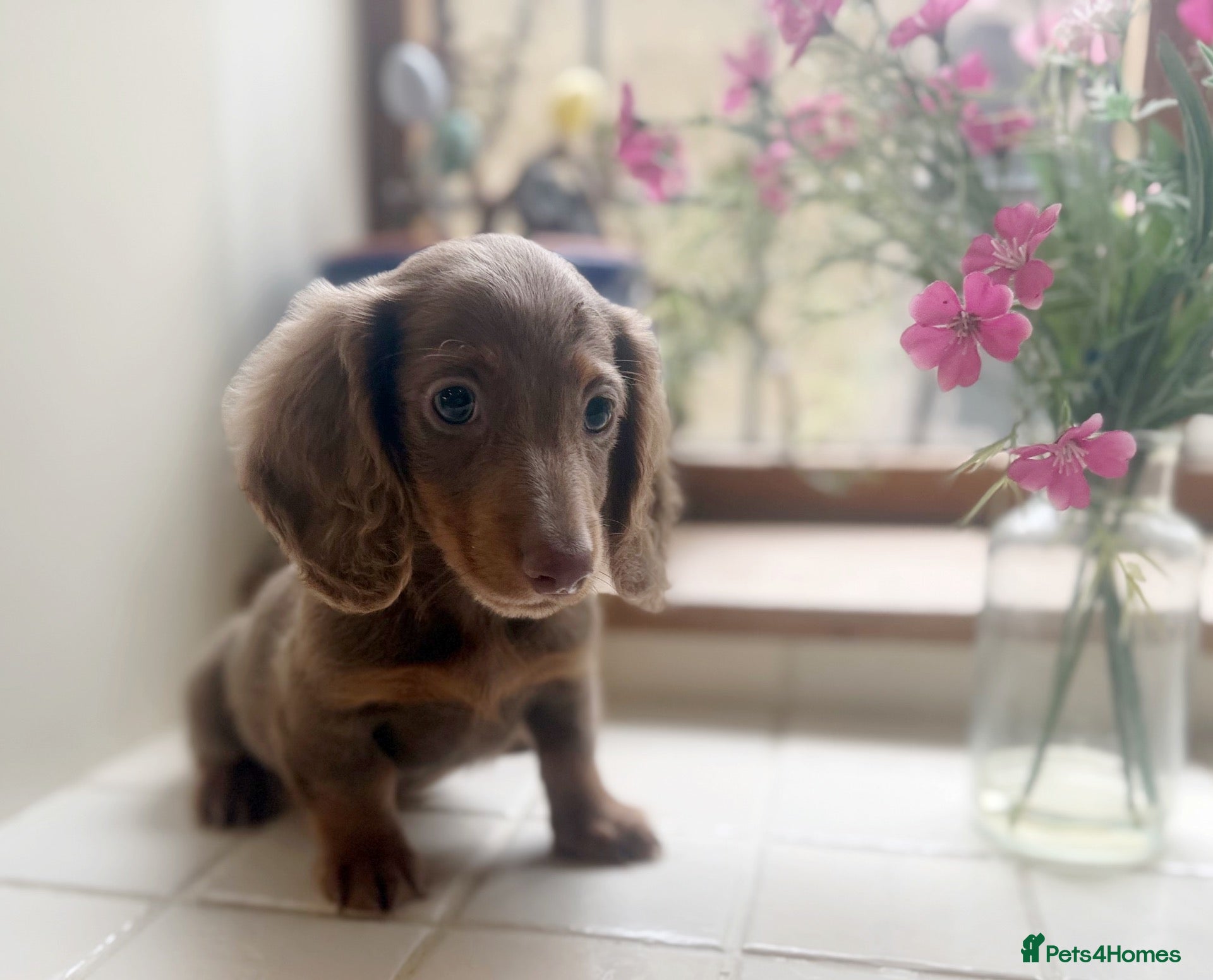 Miniature Dachshund dogs Miniature dachshunds  - Advert 1