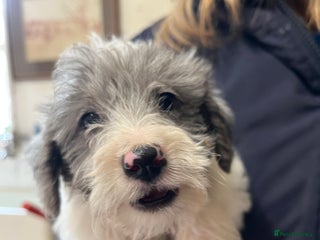 Jackapoo dogs - Advert 2