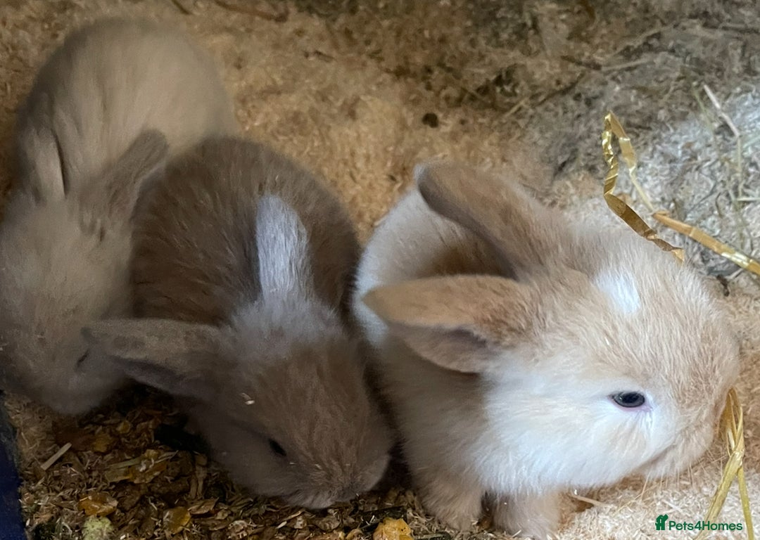 Mini Lop rabbits for sale: Baby mini lops ready to reserve !! - Image 21