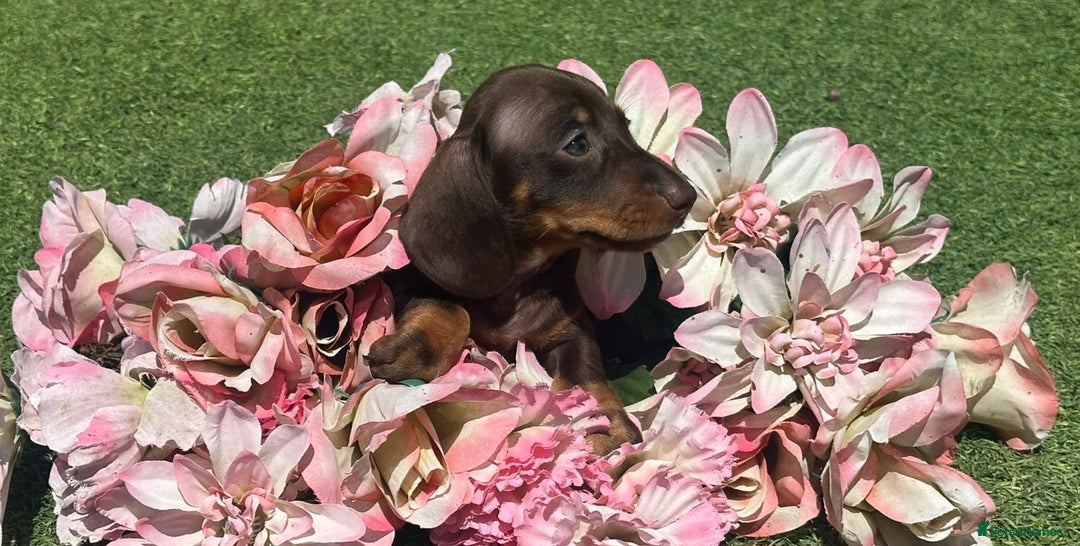 Dachshund dogs for sale: Dachshund Puppy 1 - 7 minature dashound puppies ready to leave  - Image 22