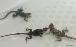 Lizard reptiles for sale: Colored lizards and cage  - Image 9