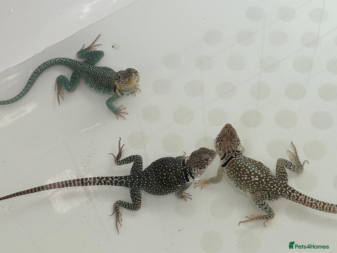 Lizard reptiles for sale: Colored lizards and cage  - Image 9