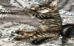 Bengal cats for sale: bengal x ragdoll kittens  - Image 8
