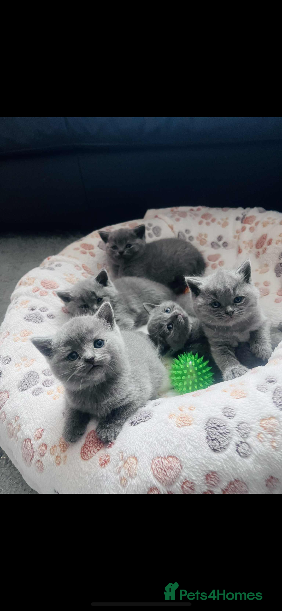 British Shorthair cats for sale: British Shorthair  - Image 2