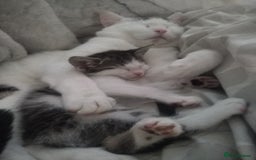 Bengal cats for sale: Half snow bengals - Image 5