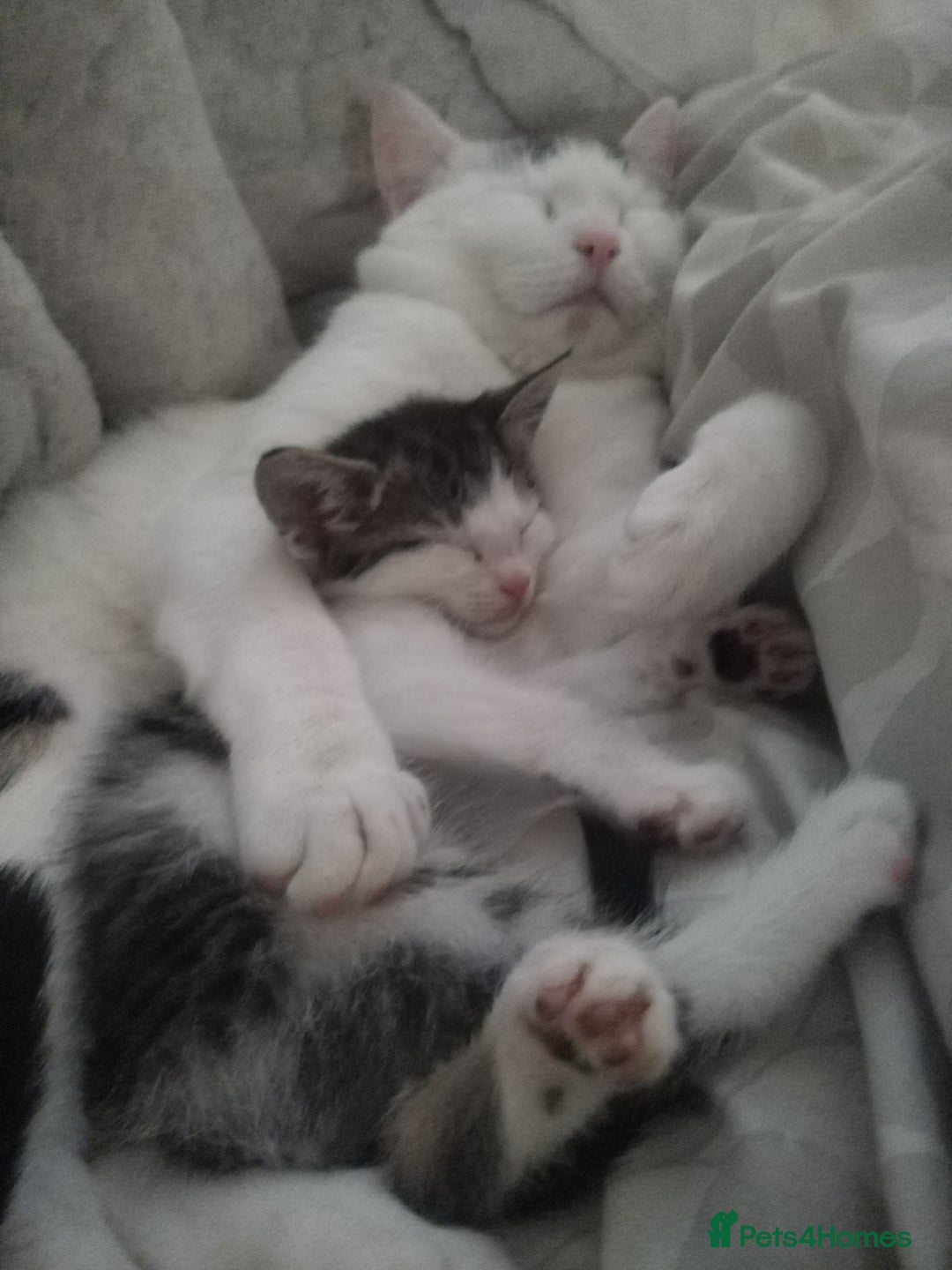 Bengal cats for sale: Half snow bengals - Image 5