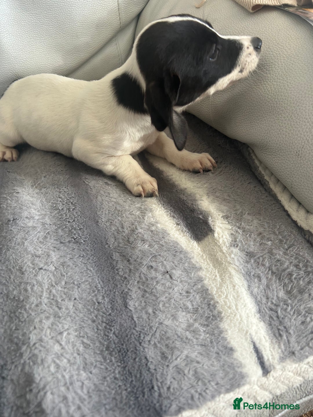 Jack Russell dogs for sale: Jack Russel puppies  - Image 7