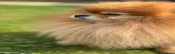 Pomeranian dogs for stud: Pomeranian stud - Advert 5