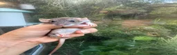 Rat rodents for sale: Dwarf Rats - Advert 4