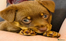 Lancashire Heeler dogs for sale: 6 Pedigree Lancashire Heeler Dogs for sale. - Image 14