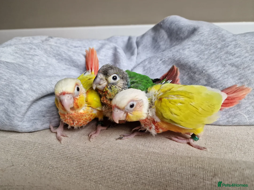 Conures birds for sale: Beautiful fully hand reared conure baby's  - Advert 10