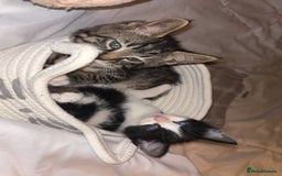 Domestic Shorthair cats for sale: Two cuddly kittens brother and sister  - Image 1