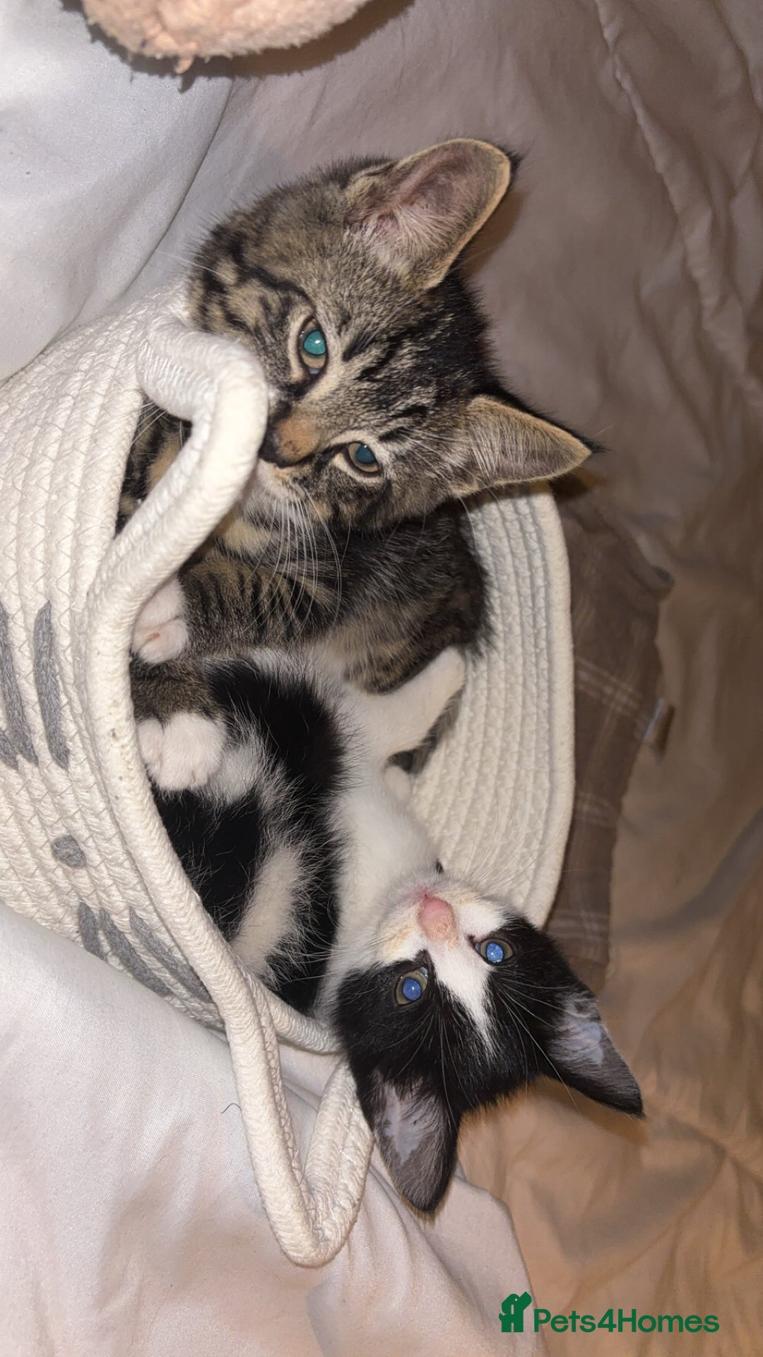 Domestic Shorthair cats for sale: Two cuddly kittens brother and sister  - Image 1