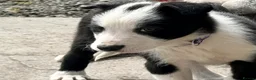 Border Collie dogs for sale: Beautiful Border Collie pups for sale  - Advert 5
