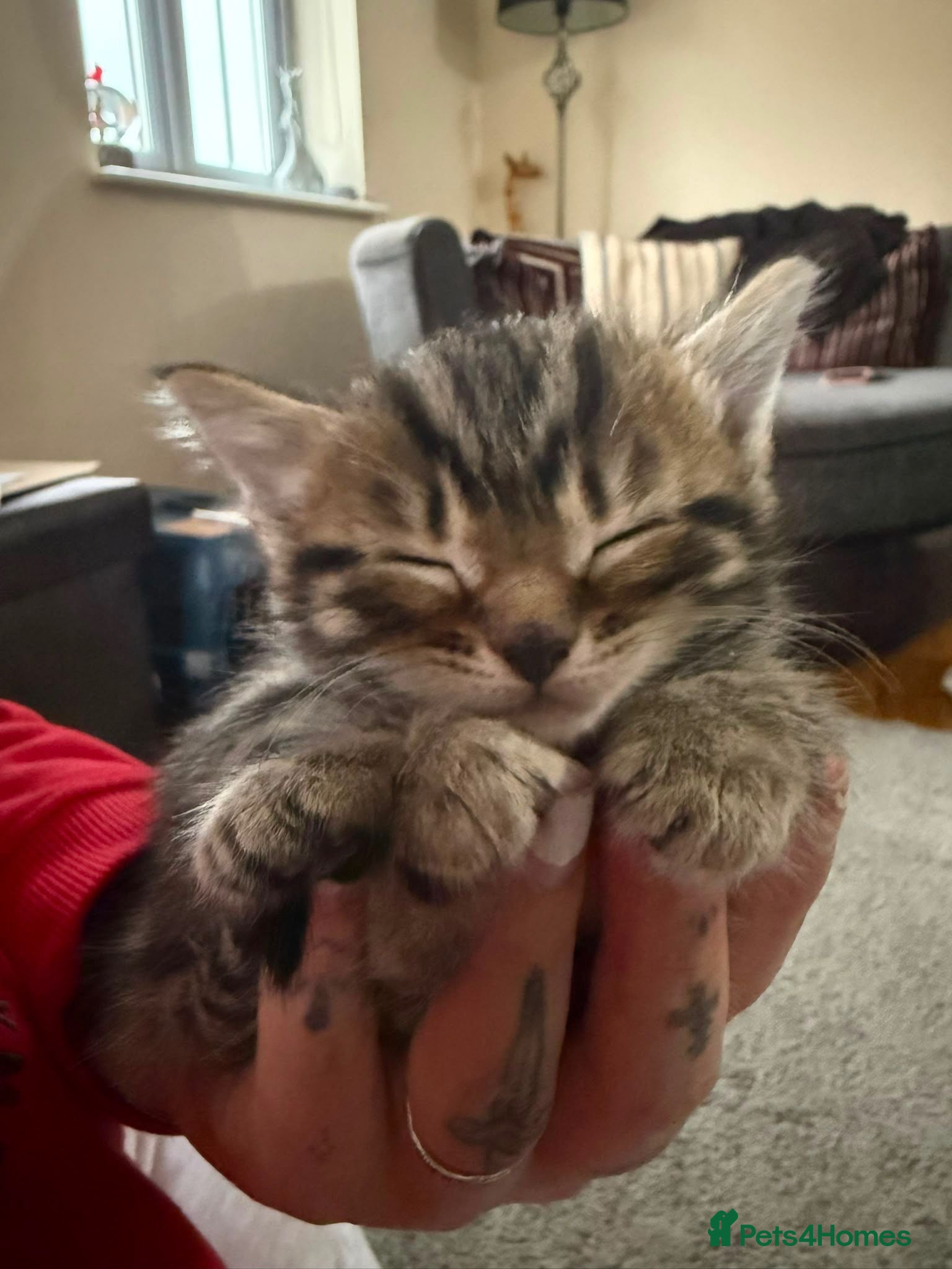 Mixed Breed cats 5 gorgeous kittens ready now!  - Advert 2