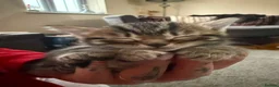 Mixed Breed cats for sale: 5 gorgeous kittens ready now!  - Advert 2
