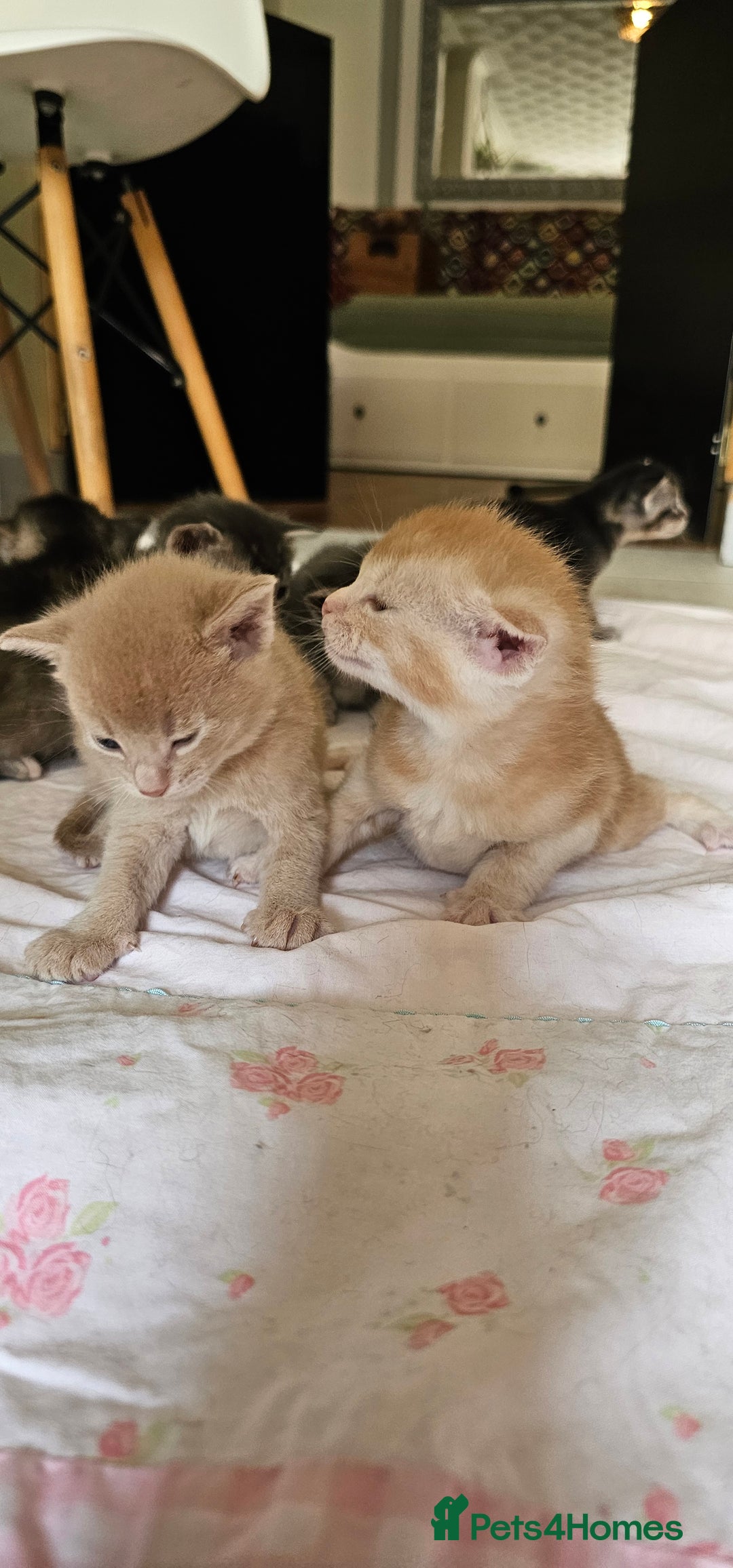 Mixed Breed cats for sale: Abyssinian x Bengal  - Image 10
