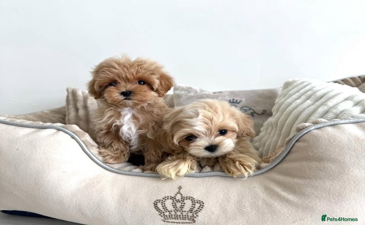 Maltipoo dogs - Advert 1