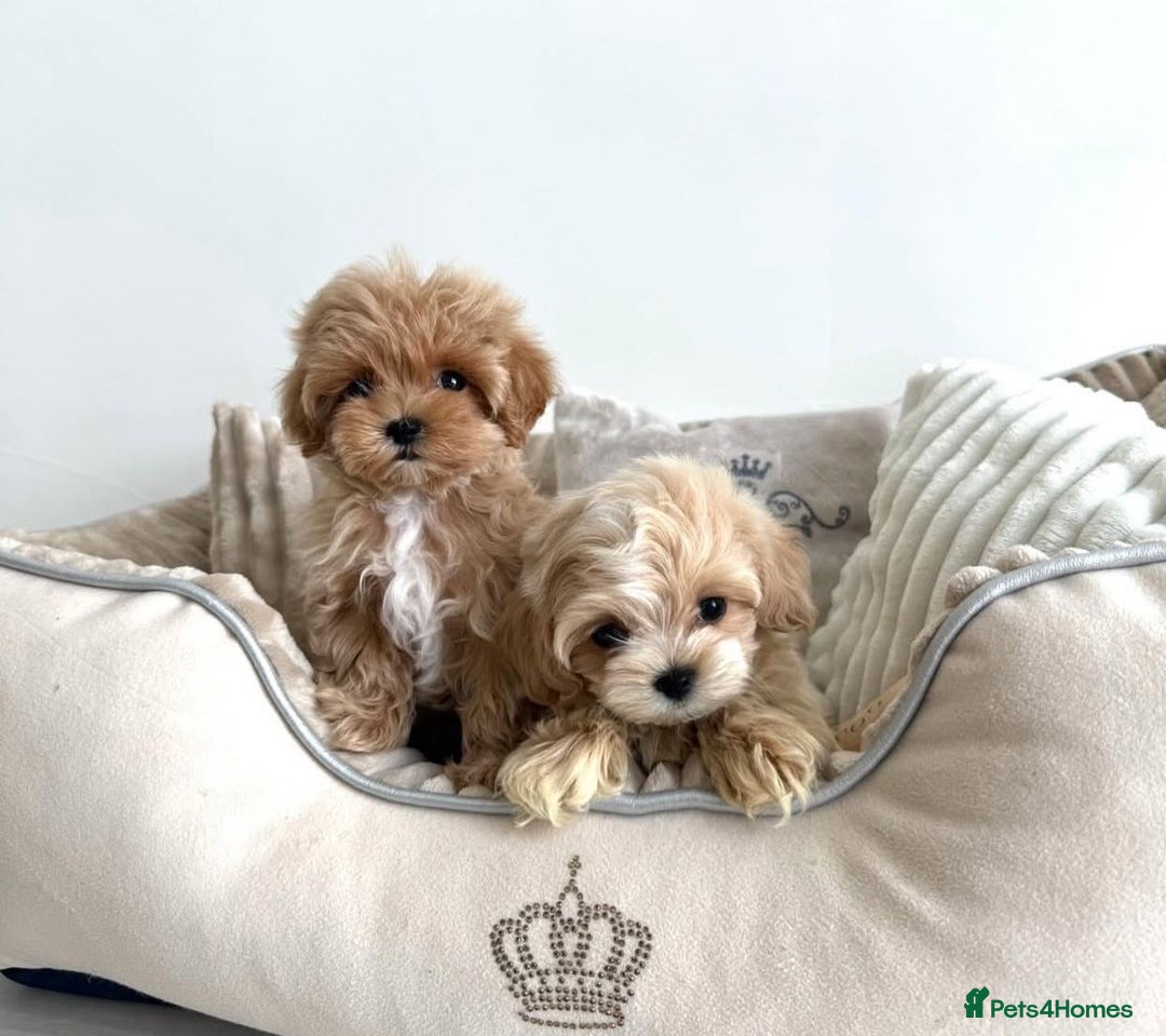 Maltipoo dogs for sale: Adorable Maltipoo Puppies for Sale! 🐾❤️ - Image 1