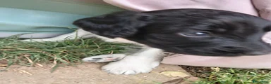 Sproodle 6