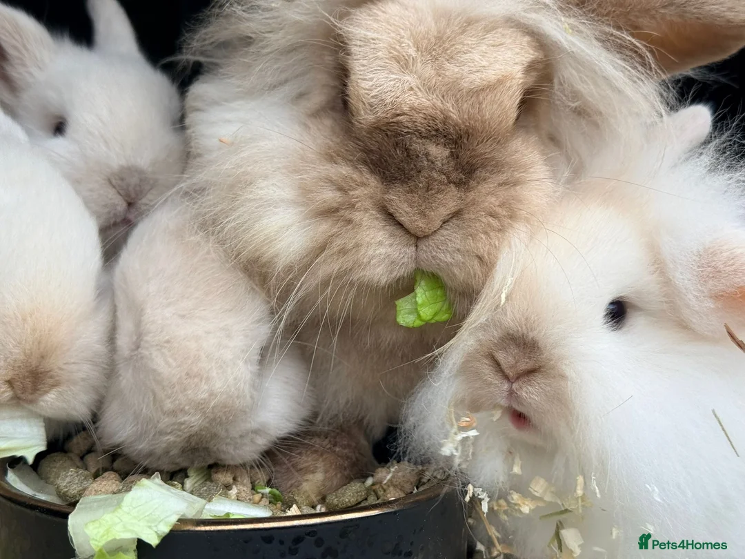 Mini Lion Lop rabbits for sale: Stunning Mini LionLops for Sale  - Advert 4