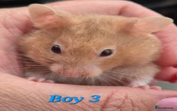 Hamster rodents for sale: Hamsters available - Image 3