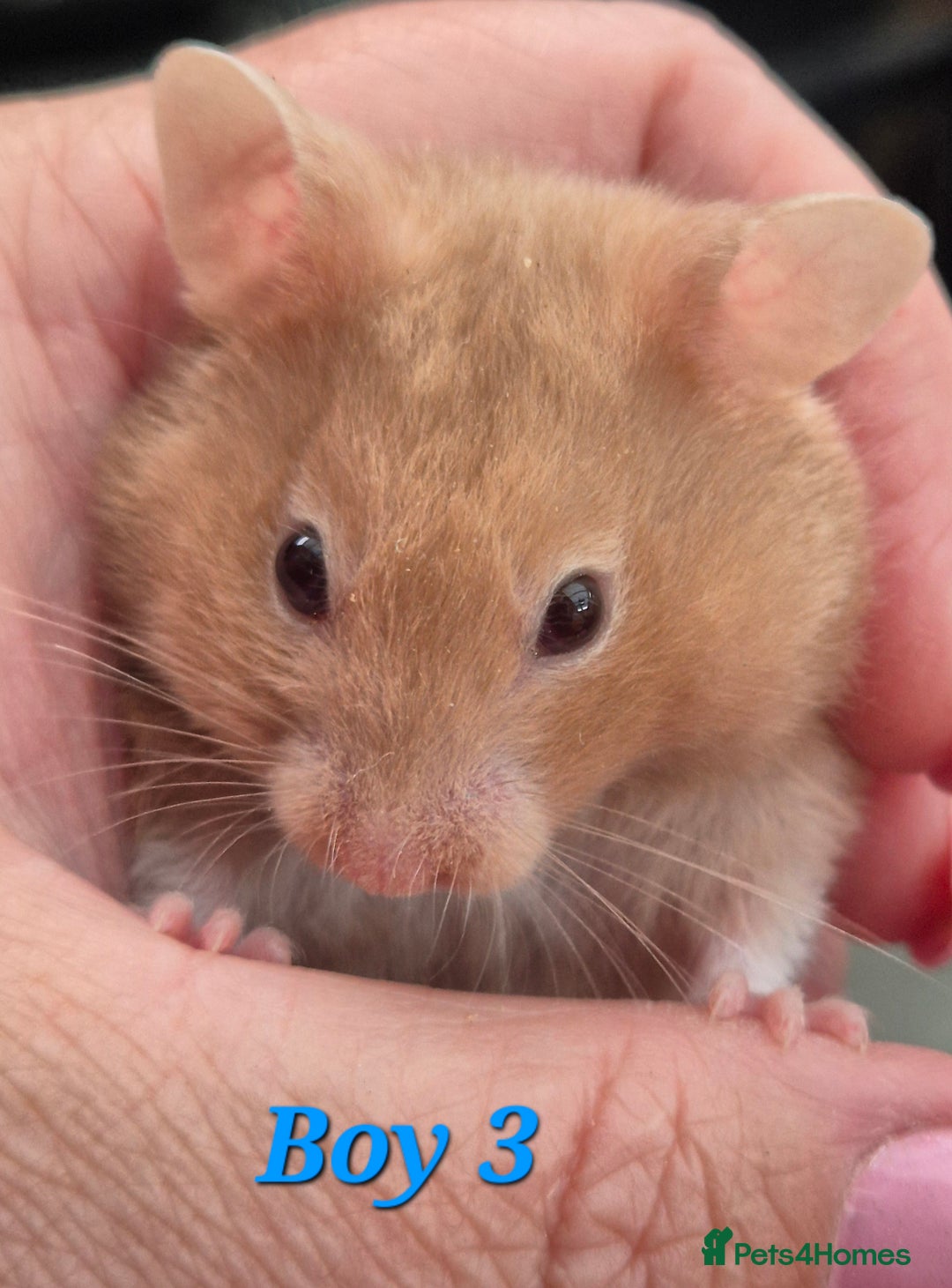 Hamster rodents for sale: Hamsters available - Image 3