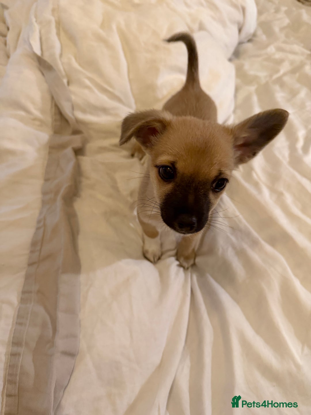 Chihuahua dogs for sale: Beautiful chihuahua cross pup - Advert 1