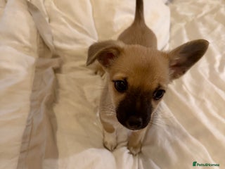 Chihuahua dogs Beautiful chihuahua cross pup - Advert 1