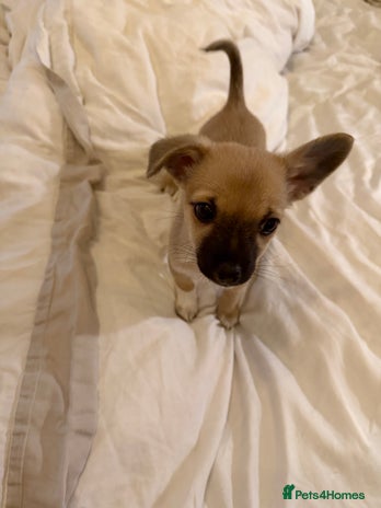 Chihuahua dogs Beautiful chihuahua cross pup - Advert 2
