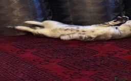 Bengal cats for sale: Bengal  - Image 4