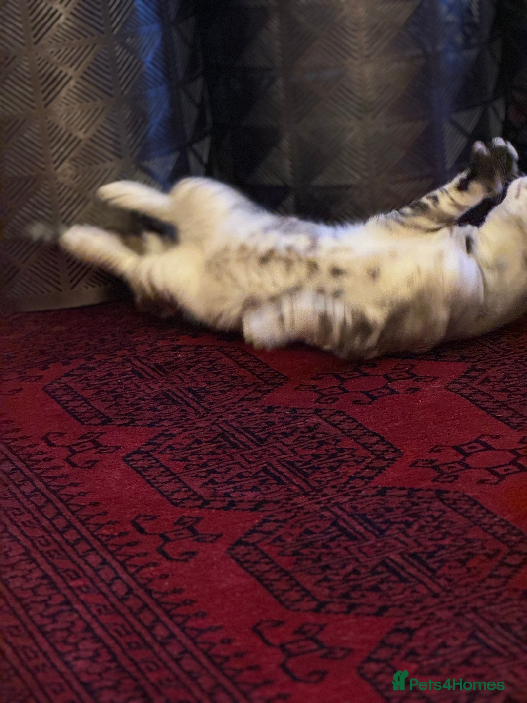 Bengal cats for sale: Bengal  - Image 4