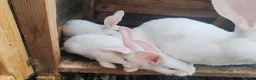 Continental Giant rabbits for sale: Male continental giant babies  - Advert 2