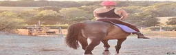 Irish Thoroughbred horses for sale: 15.3H TB Mare ex Racer excellent manners 17 years  - Advert 3