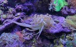 Other/Mixed Breed fish for sale:  600L Full Reef System With Fish & Corals - Image 10